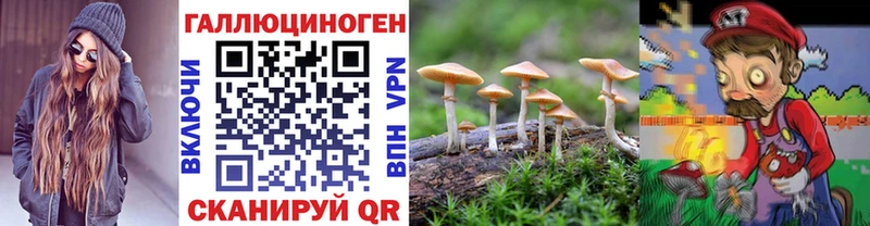 Галлюциногенные грибы Psilocybe Малгобек